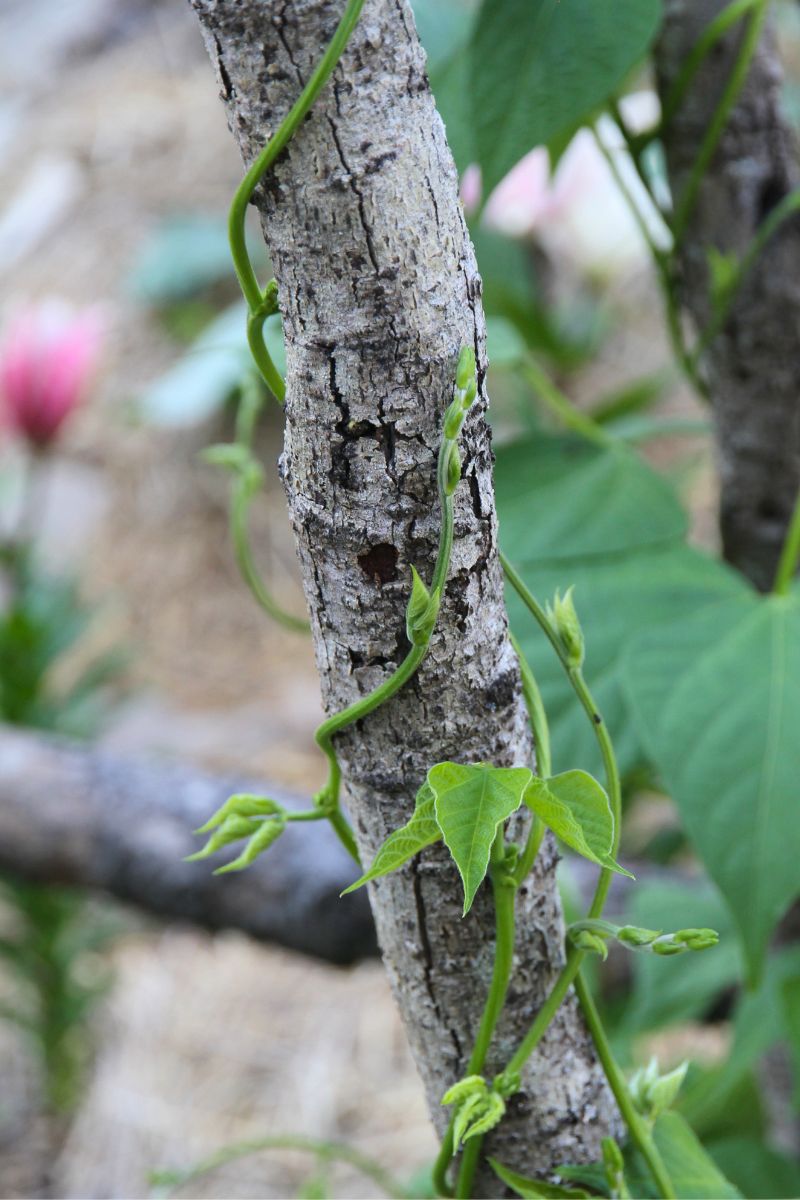 A pole bean wrapping itself around a wood pole trellis.