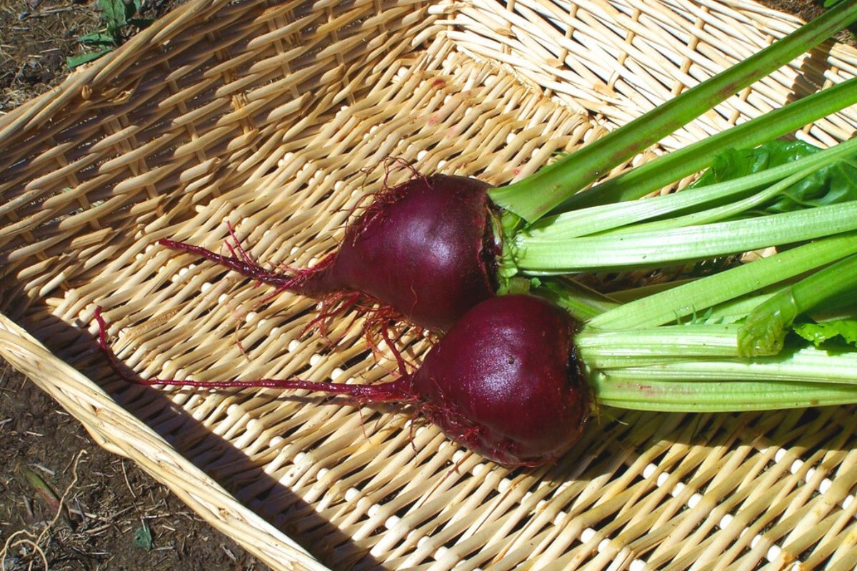 Freshly pulled Lutz Green Leaf beets for summer eating.
