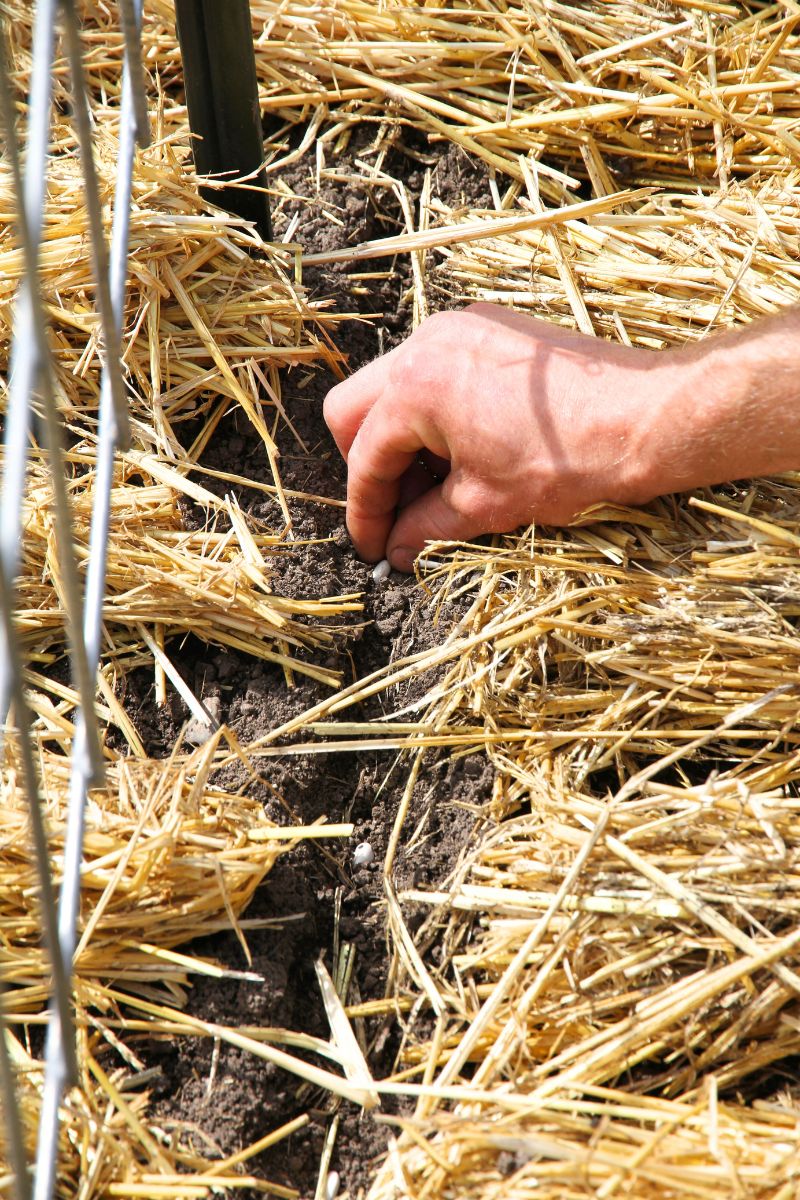 Planting bean seed in a mulched garden bed, about an inch away from a cattle panel arch.
