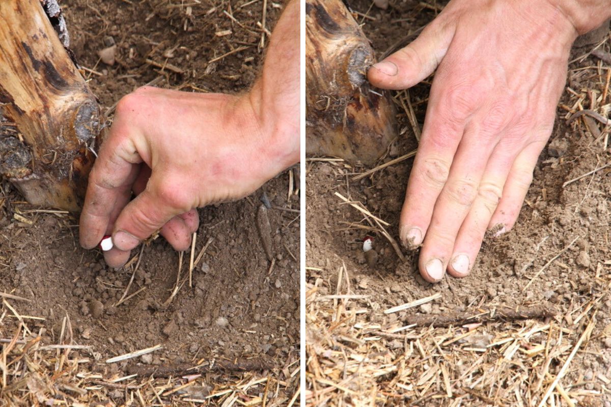 Two images dropping bean seed into a 1 inch hole by a pole trellis and covering it with earth.