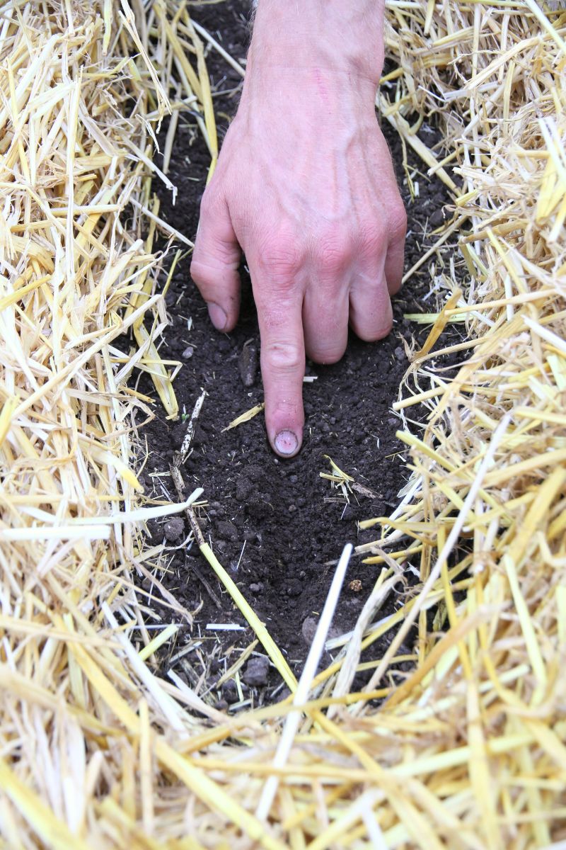 Making a 1/2 inch furrow in a garden bed using a pointer finger.