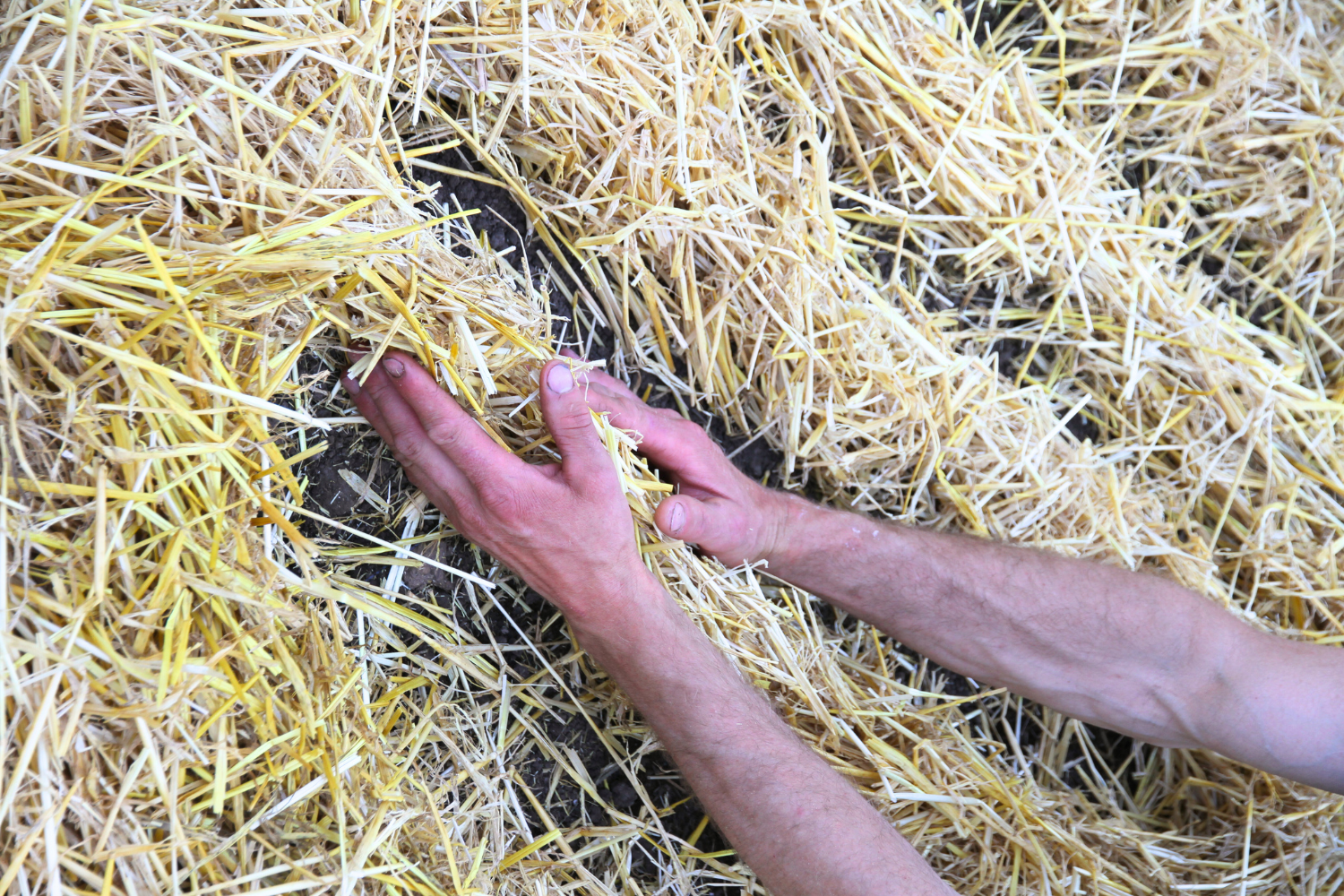 Parting straw into rows that are 6-8 inches apart for planting winter storage beets.