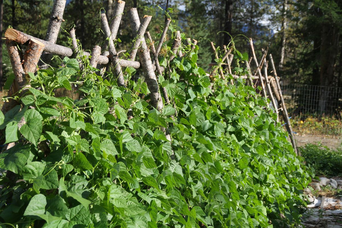 An A-frame trellis with 4 inch in diameter poles leaning up against it, with beans climbing every pole.