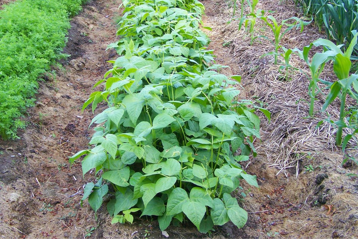 A wide row of bush beans growing straight across the garden.