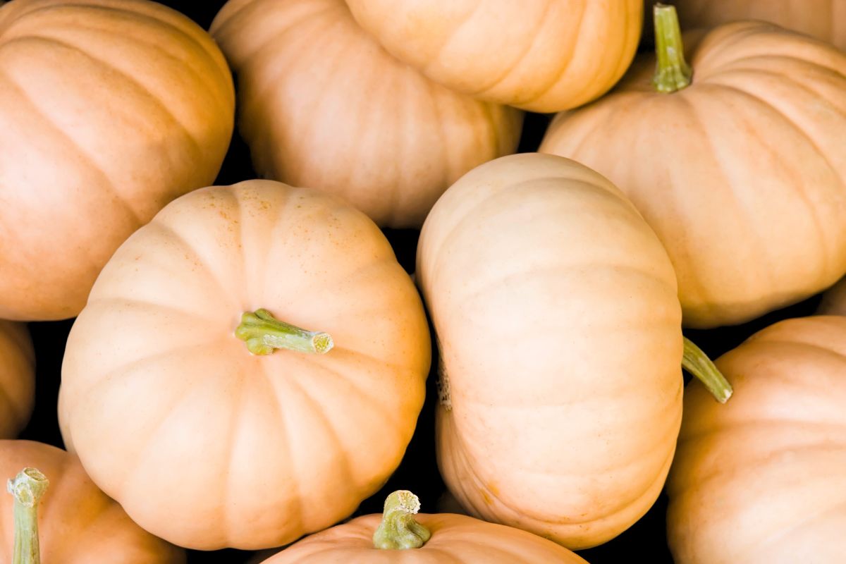A pile of medium size, tan colored pumpkins.