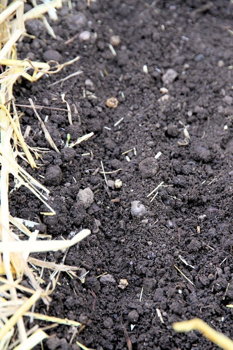 Beet seeds planted in a 1/2 inch deep trench.