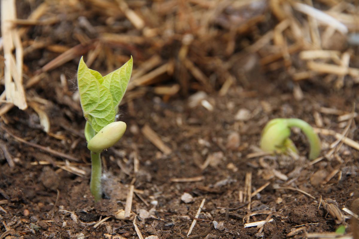Bean seedlings bursting through moist earth at the base of a pole trellis.