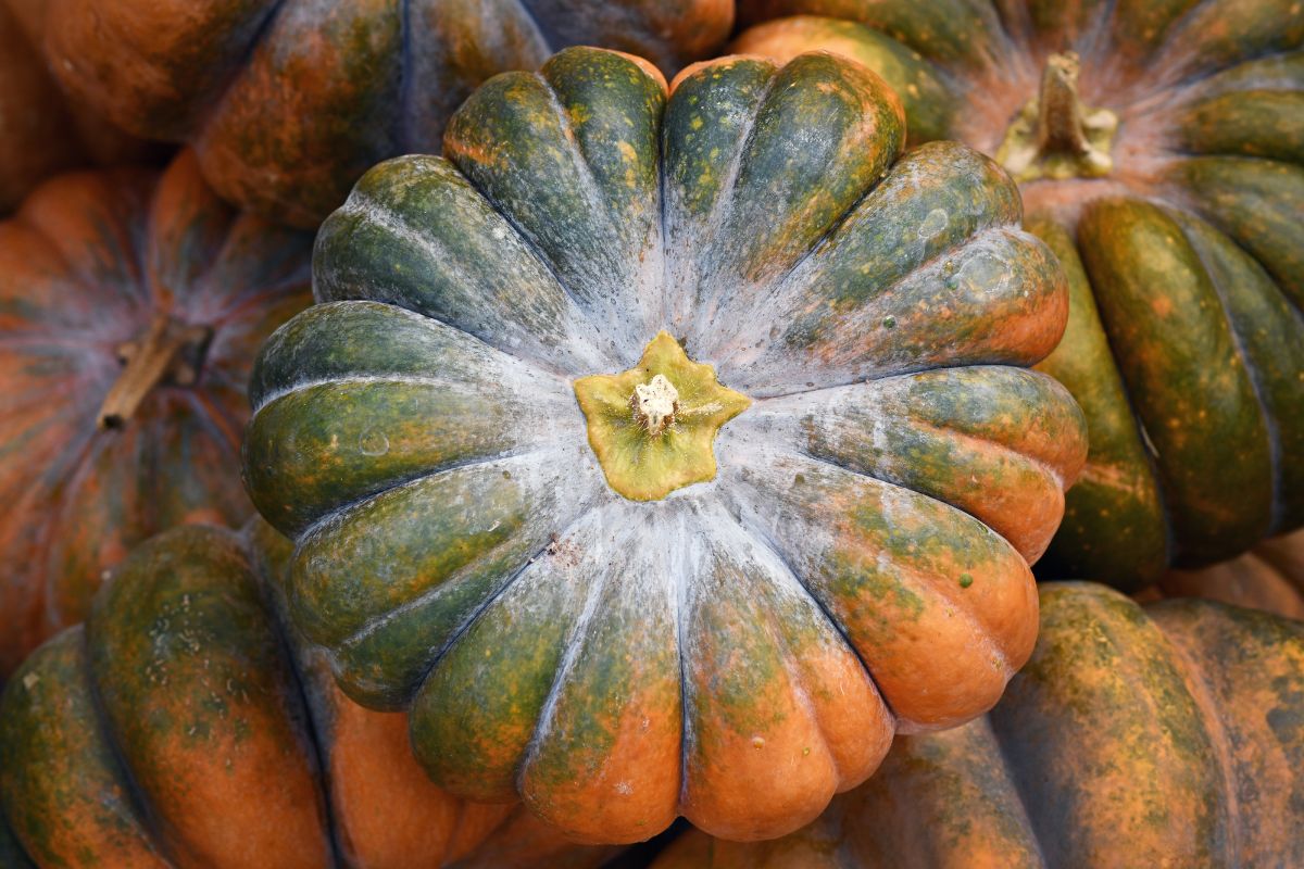 A large ribbed green and orange Musquee de Provence pumpkin.