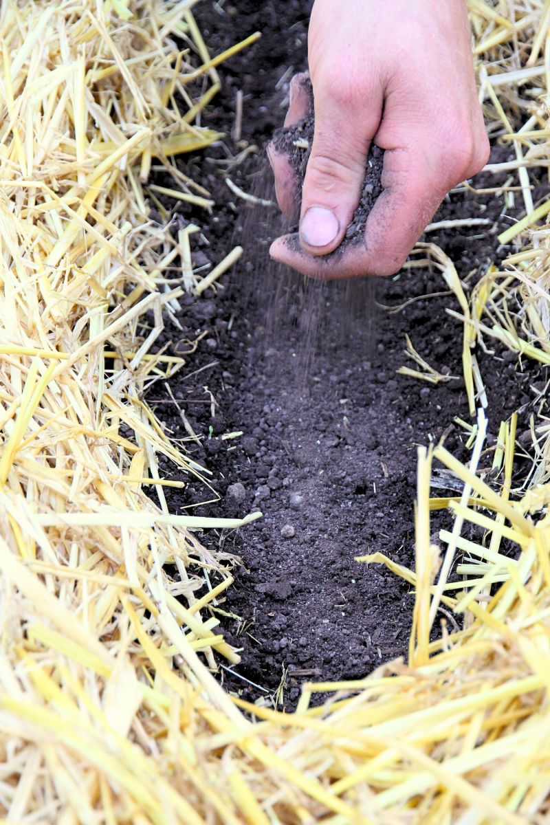 Sprinkling soil over freshly planted beet seeds, so they have a 1/2 inch covering of soil.