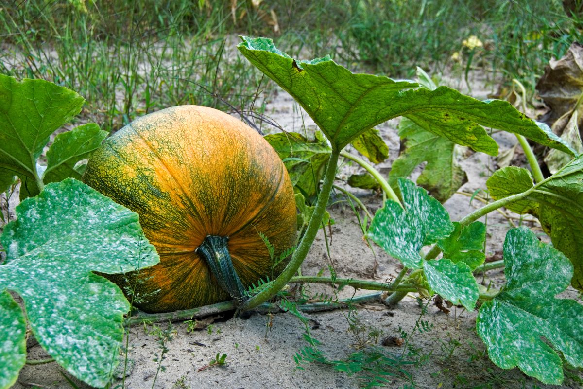 A field pumpkin changing from green to orange on the vine.