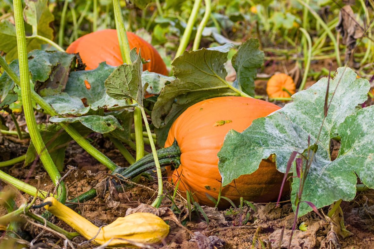 Orange field pumpkins growing on a vine in the garden.