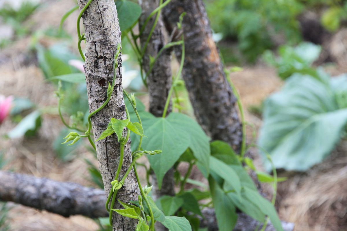 A pole bean climbing round and round a wooden log.