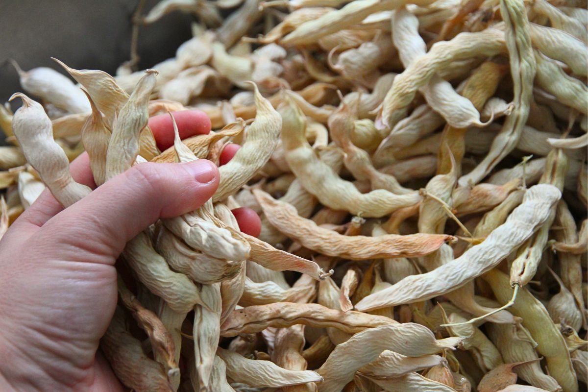 A bowl full of yellowish, dried bean pods with bumpy exteriors on account of large seeds inside.