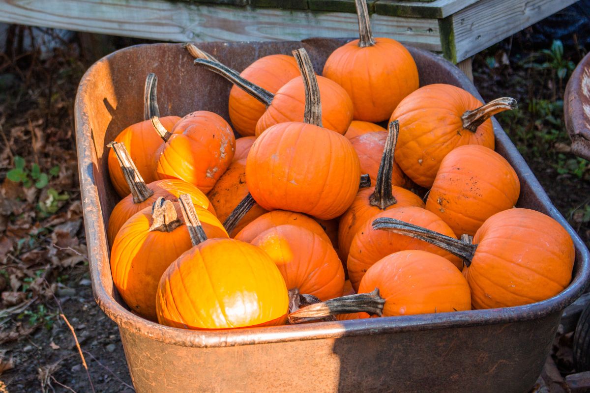 A pile of sugar pumpkins in a wheel barrow.