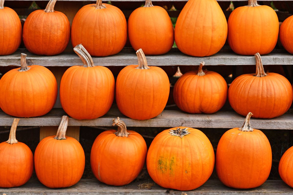 A shelf filled with a single row of sugar pumpkins.