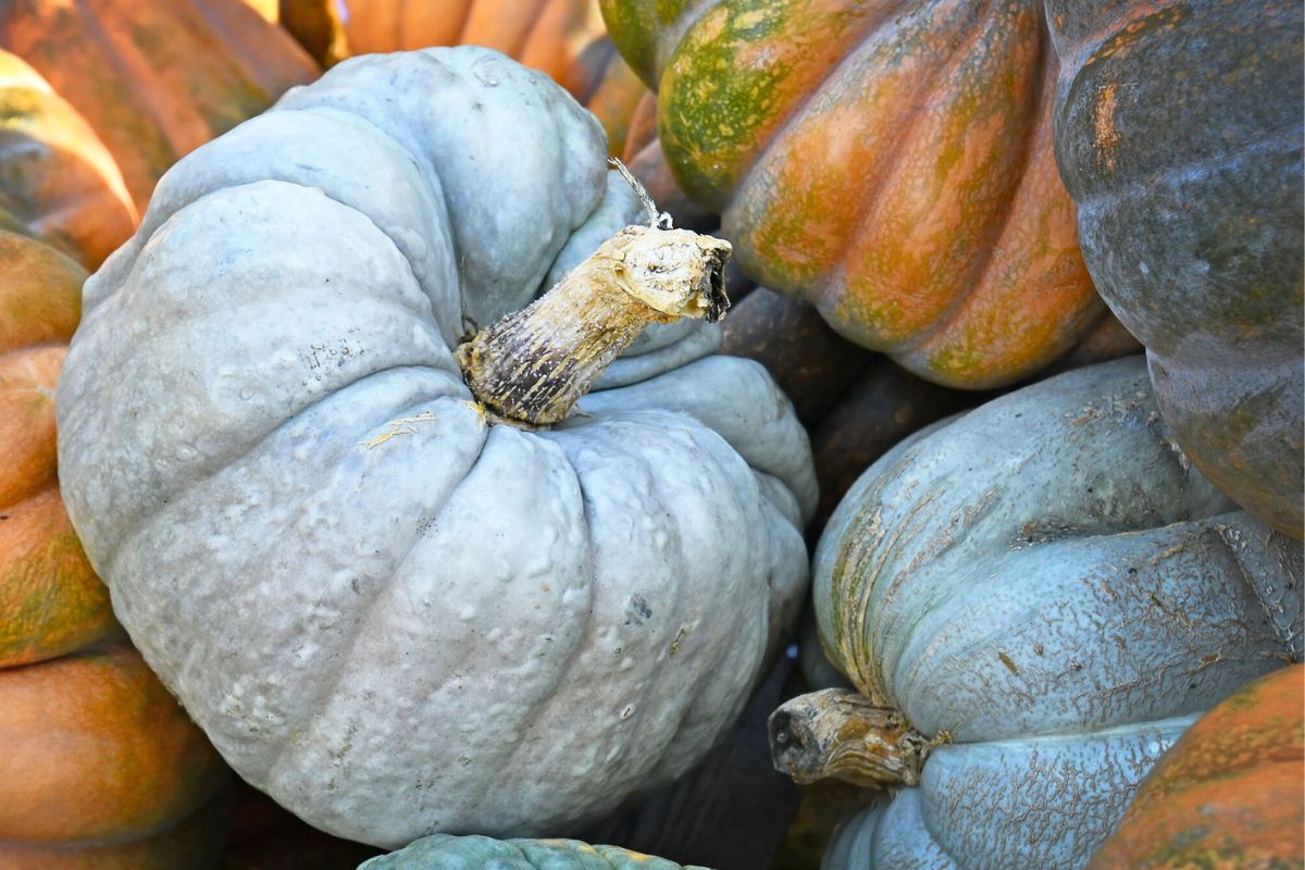 A grey-blue queensland pumpkin stacked with other heirloom pumpkins.