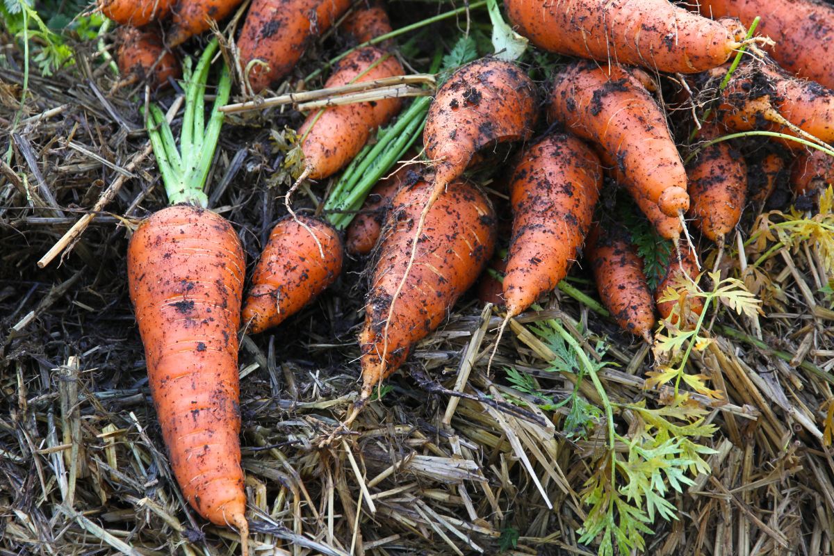 A pile of freshly dug, thick carrots roots for winter cold storage.