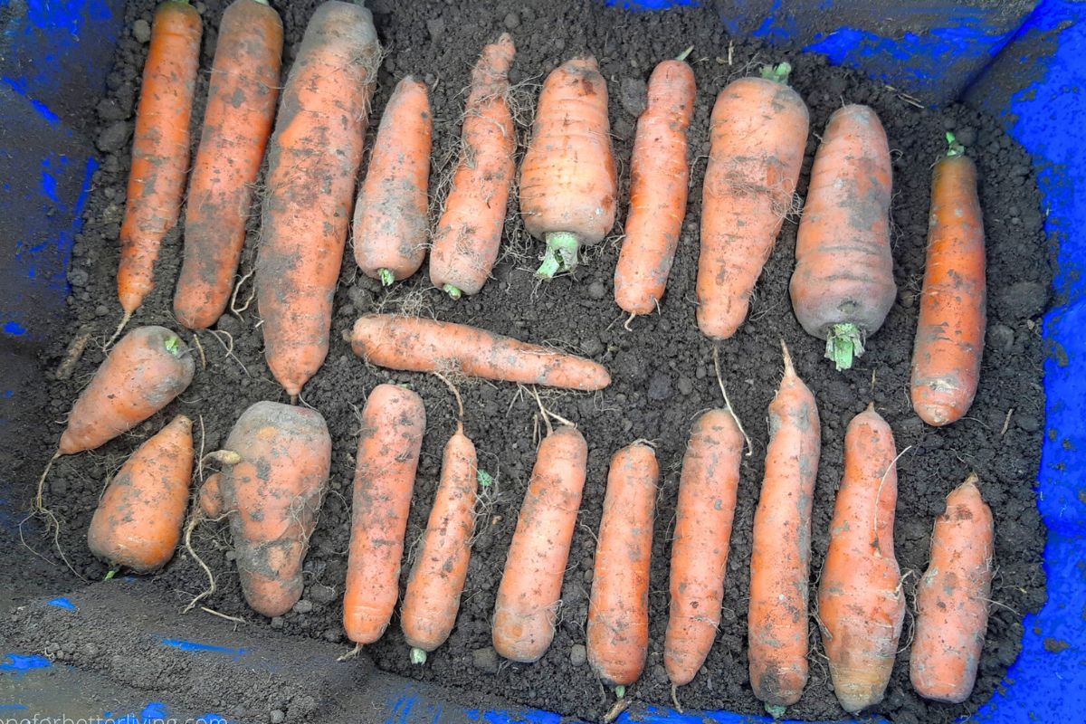 A single layer of carrots on the damp earth, ready to be covered for cold storage.