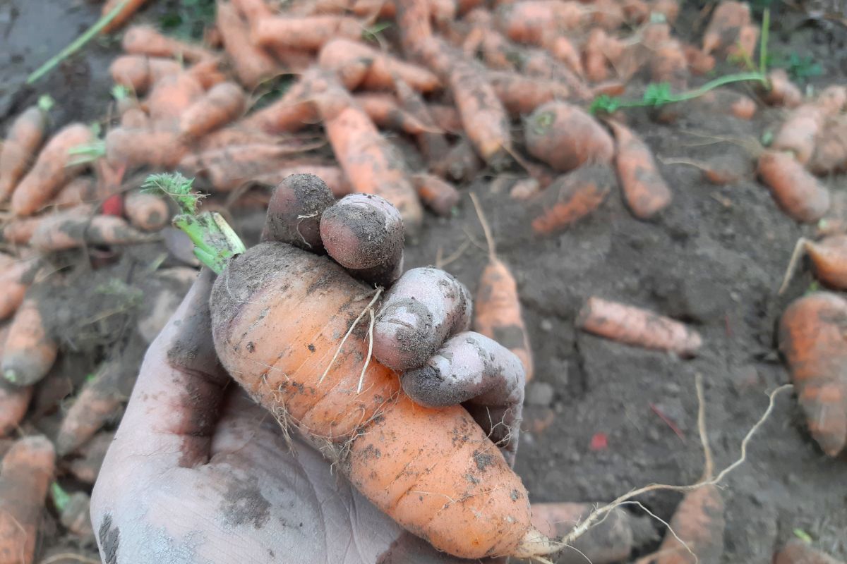 A freshly dug carrot with the leafy top removed for cold storage.