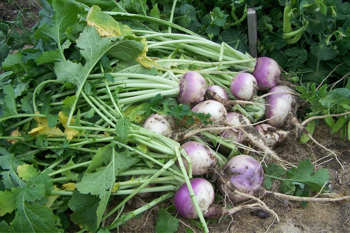 A pile freshly harvested, purple and white turnips for cold storage.
