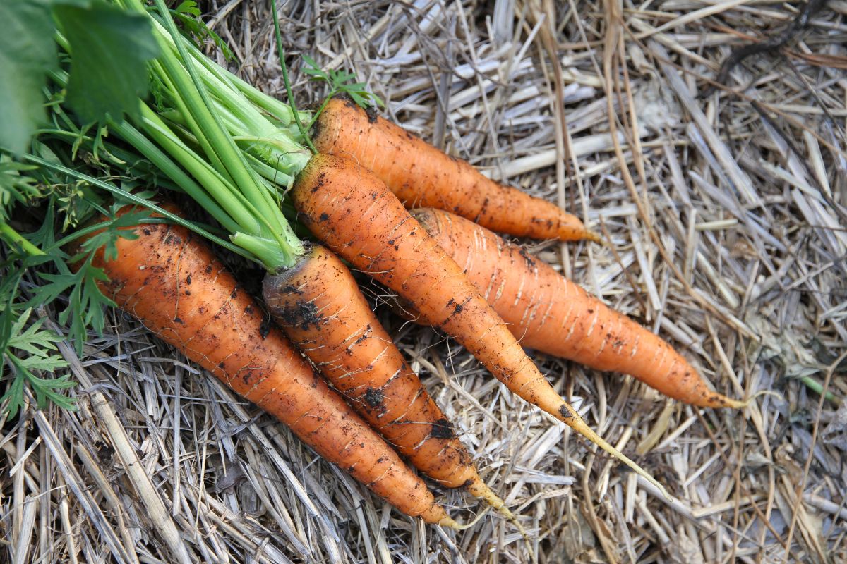 A pile of freshly harvested carrots laying on straw.