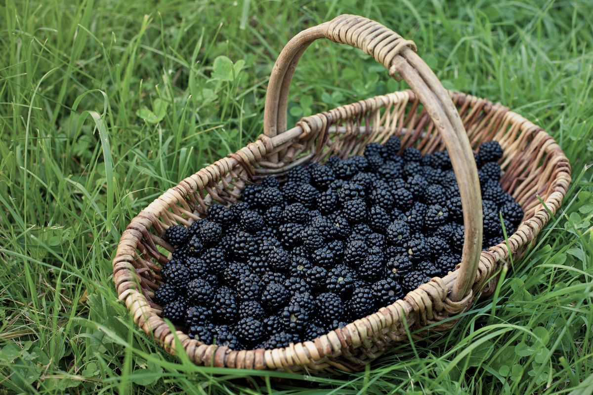 An old basket filled with freshly picked blackberries.