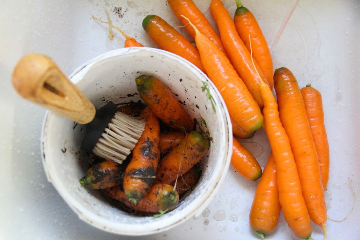 Scrubbing a pail of fresh carrots from the garden at the kitchen sink.