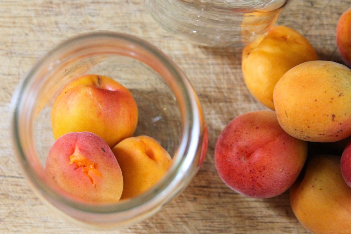 Packing whole pitted apricots into pint size canning jars.