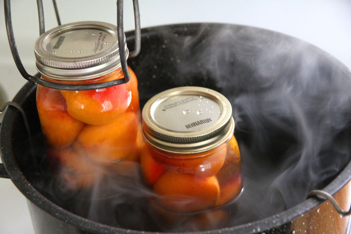 Pint jars filled with apricots being set into a canning pot of boiling water.