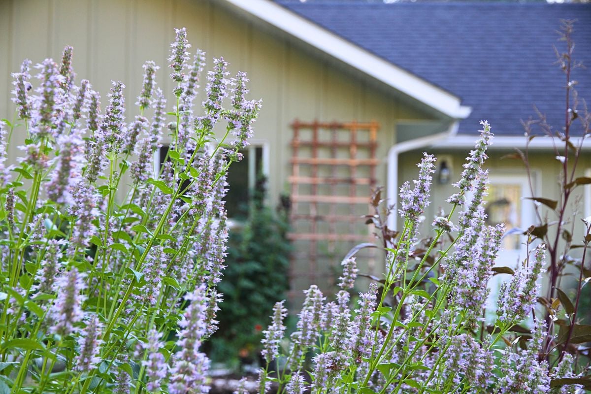 A green cottage with lattice work and purple flowers growing in the foreground.