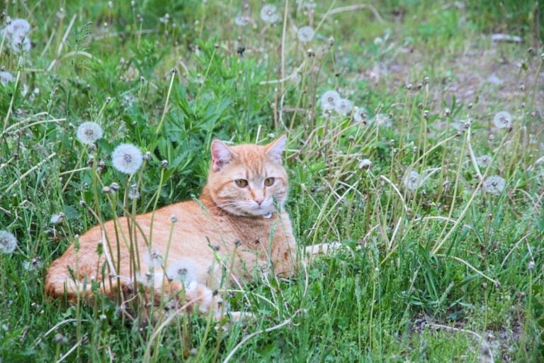 An orange farm cat lying in the cool grass with dandelion heads around him.