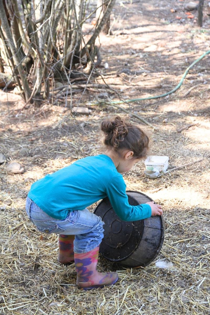 A little girl emptying a chicken waterer in the middle of a chicken pen.