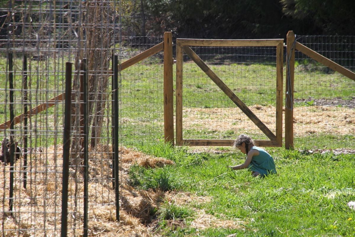 A child picking dandelions in a green lawn.