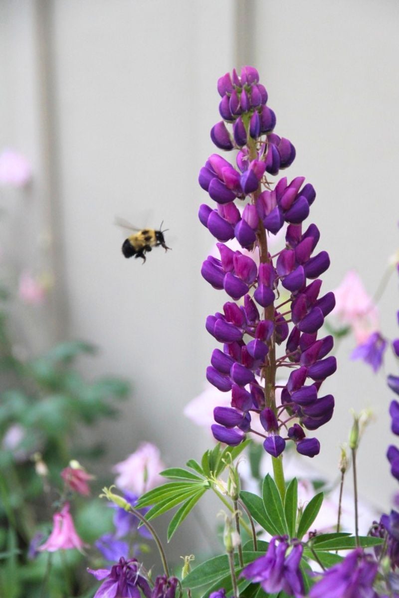 A purple lupine with a bumblebee flying in for pollen and nectar.