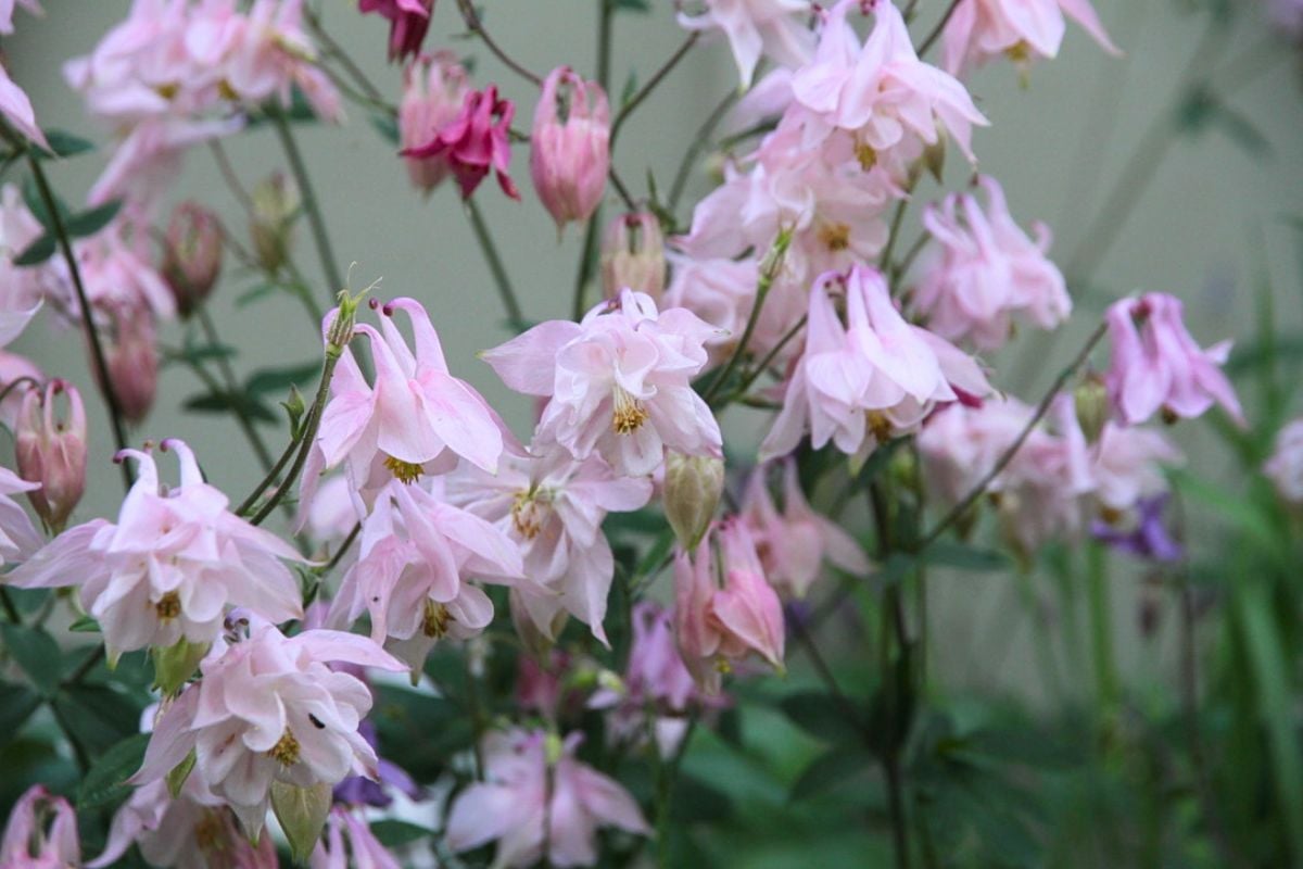 Sweet pink columbine flower bells hanging down with yellow stamen centers.