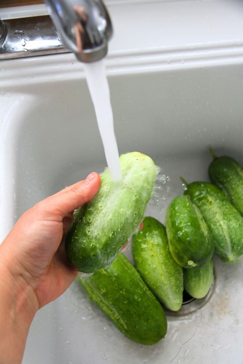 Washing large pickling cucumbers at the kitchen sink in cold water.