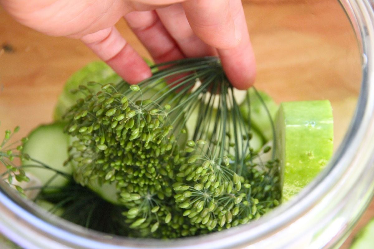 Layering fresh dill heads with cucumbers in a glass jar.