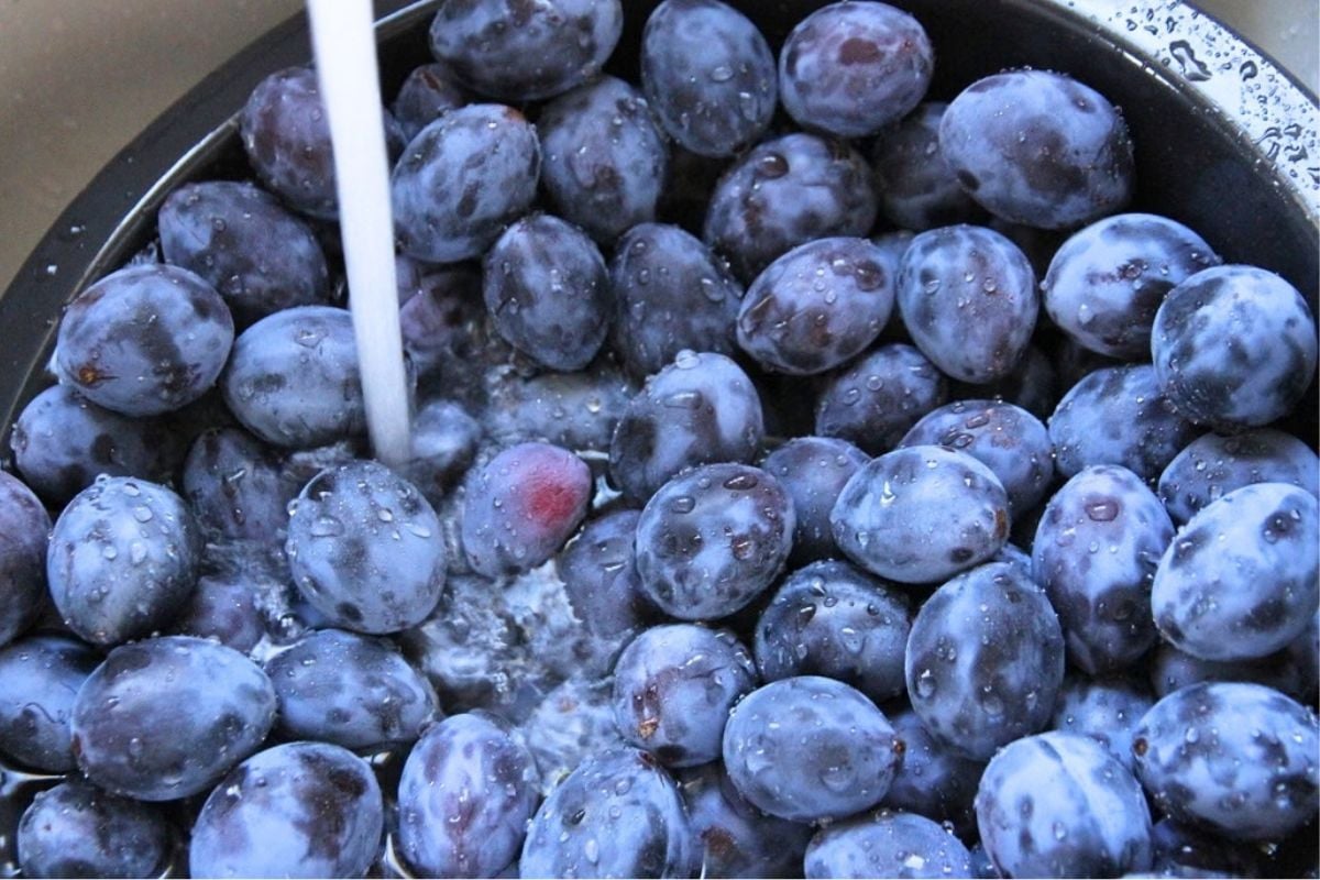 A bowl of purple prune plums being rinsed in a bowl at the kitchen sink.